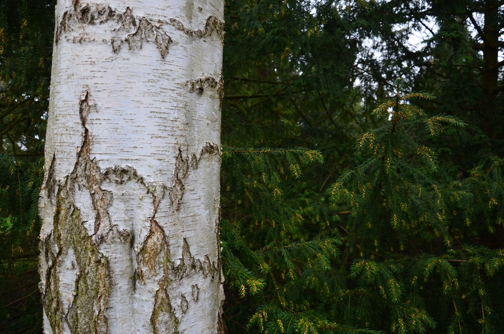 2018-04-14 Copenhagen/Utterslev Mose/DSC_0096.JPG